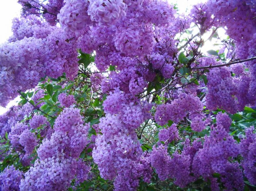 Lilas