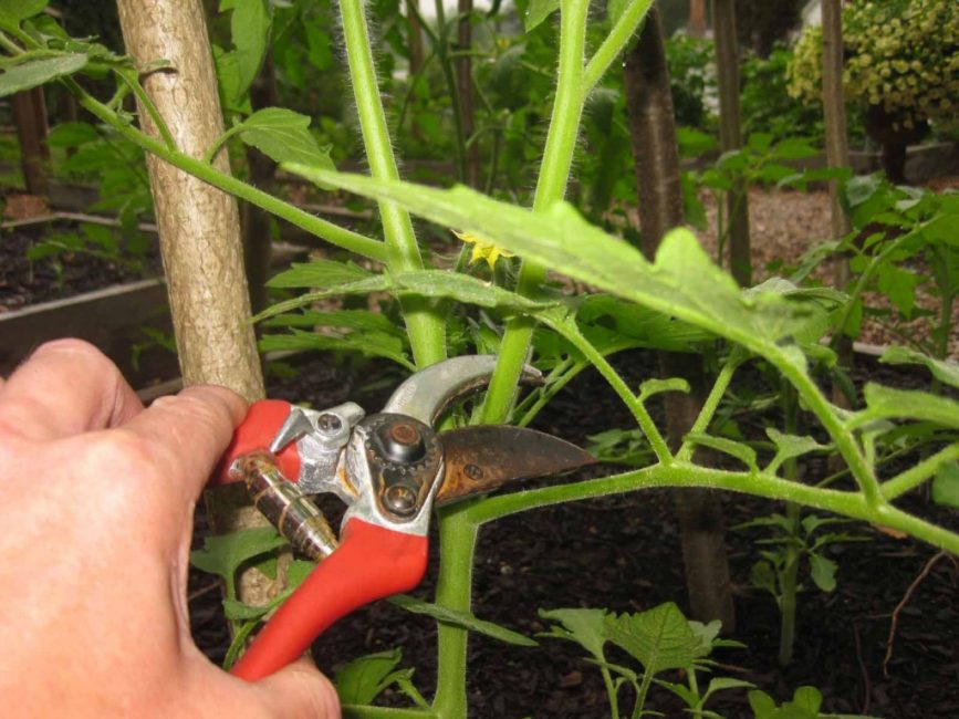 Enlever les branches supplémentaires de la tige d'une tomate