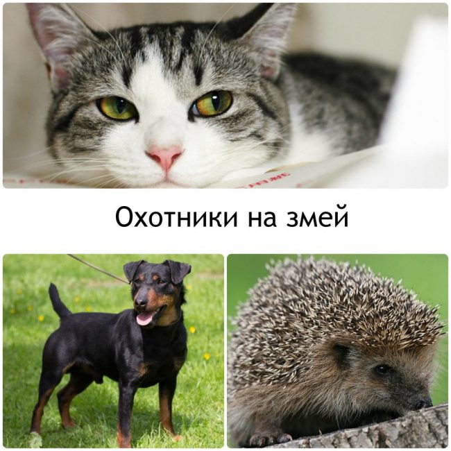 Nous sommes engagés dans l'extermination