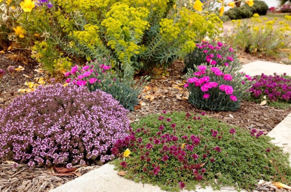 plantes résistantes à la sécheresse