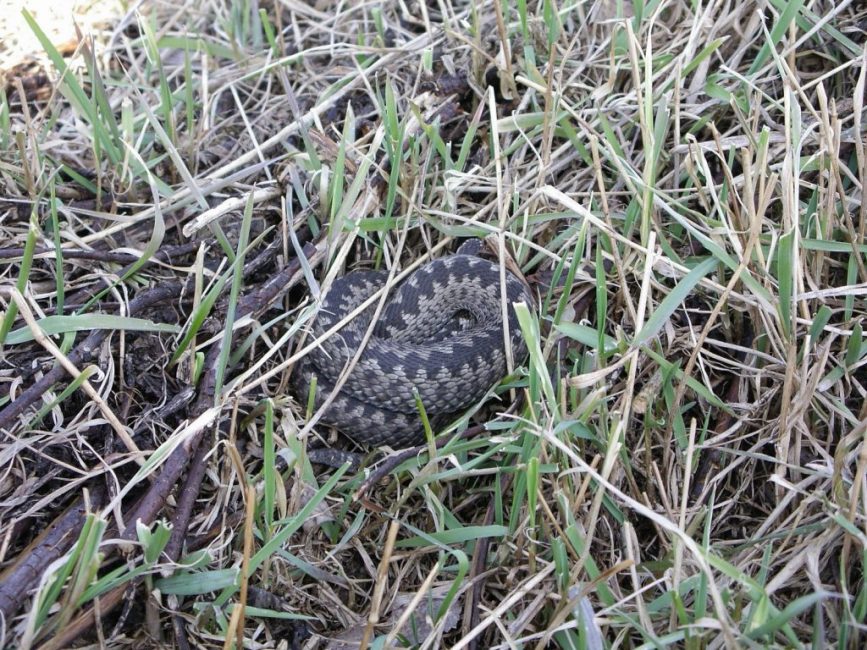 Les serpents adorent se coucher dans les bosquets de plantes