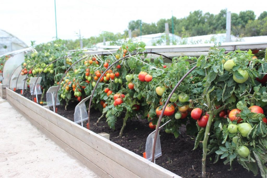 comment nourrir les tomates après la plantation