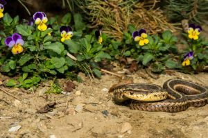 Comment se débarrasser définitivement des serpents dans un chalet d