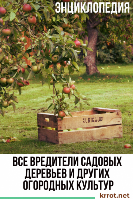 parasites des arbres du jardin