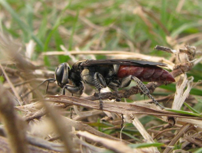 Wasp Larra anathema, un ennemi naturel de l'ours