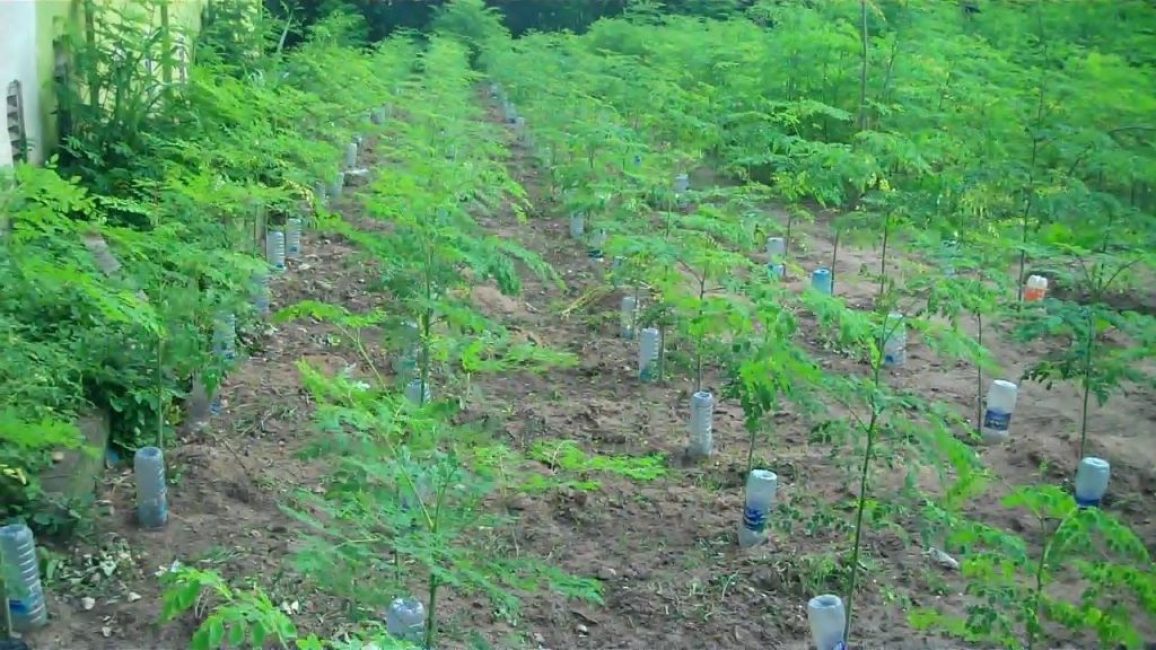 Le système d'irrigation goutte à goutte le plus simple