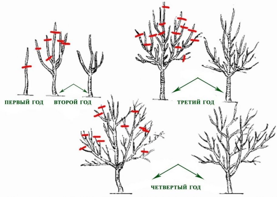 La combinaison de l'éclaircissage et du raccourcissement lors de l'élagage des arbres à différentes années de vie