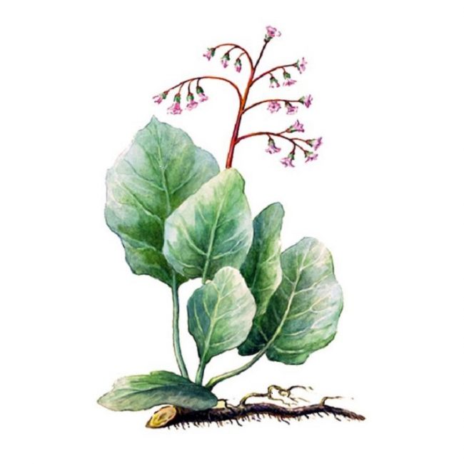 La bergenia discrète a un grand pouvoir de guérison