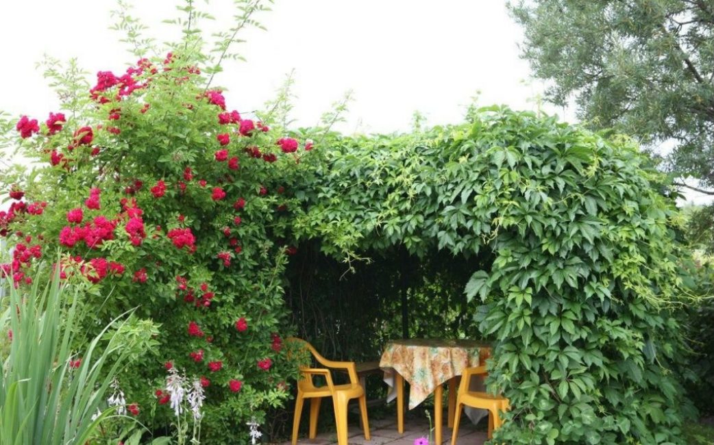 De belles plantes sans prétention dans la conception