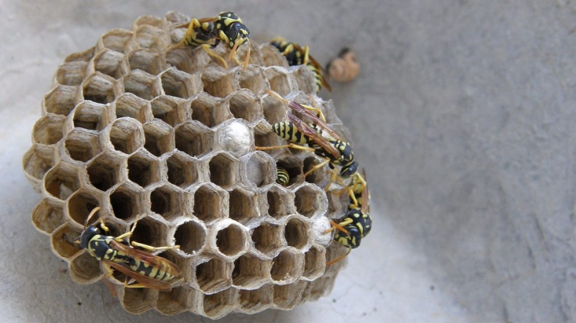 Nid de guêpe typique sans coquille extérieure