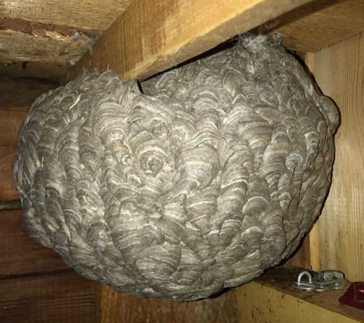 Immense nid de colonie avec coquille extérieure