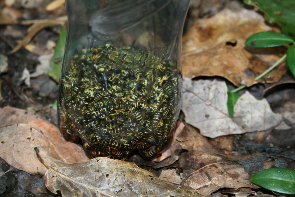 Des guêpes piégées dans une bouteille pendant une semaine