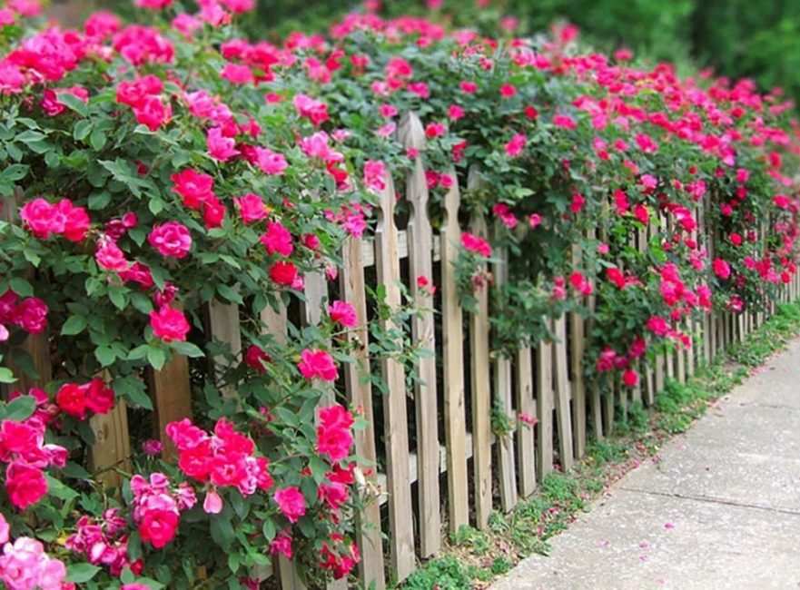 Les roses peuvent pousser rapidement