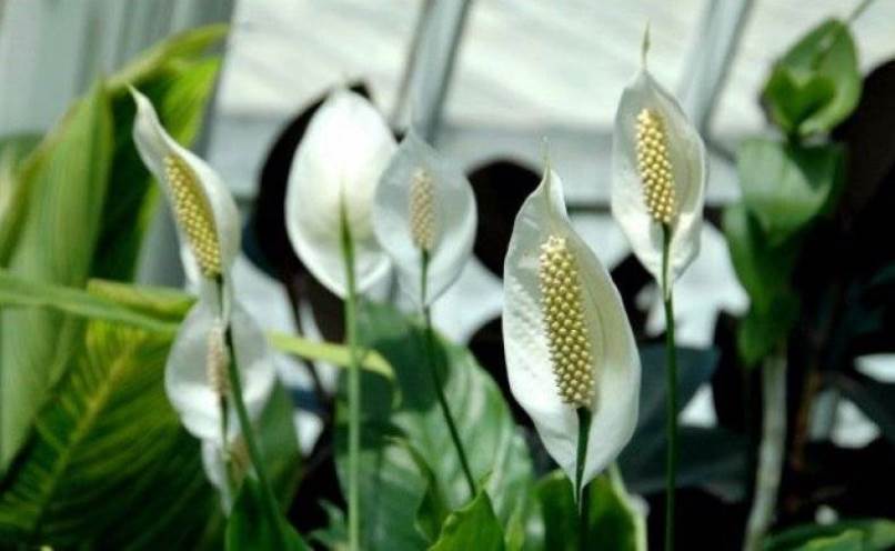 Spathiphyllum : déménagement à domicile, transplantation, reproduction (80+ Photos) + Avis