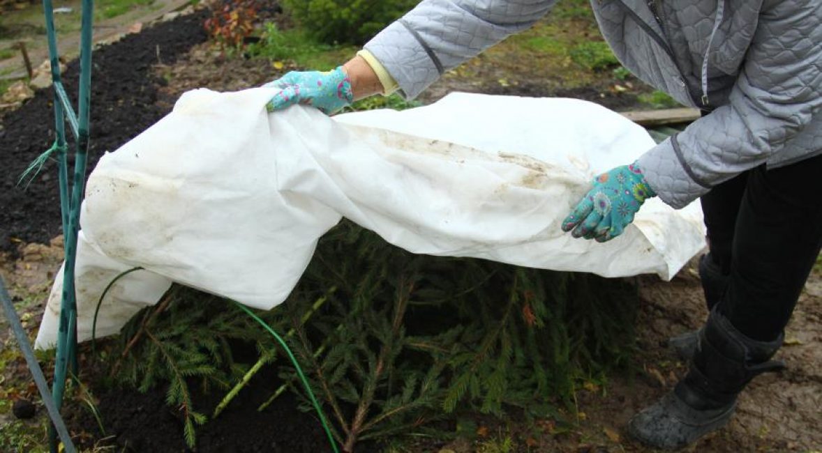 Abri de roses avec branches d'épicéa et film