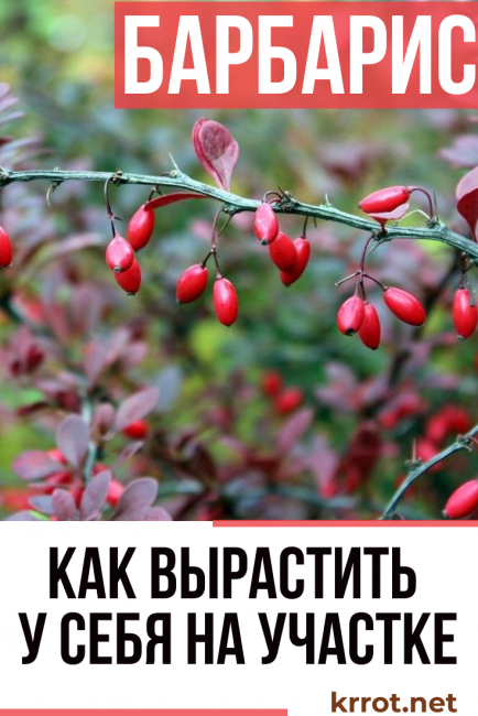 photo d'épine-vinette et description de l'arbuste