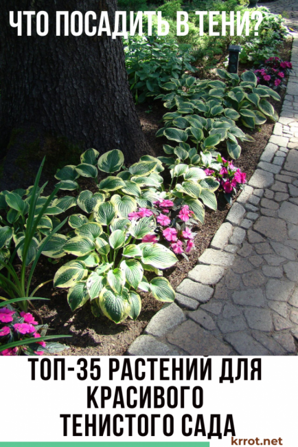 Que planter à l'ombre ?