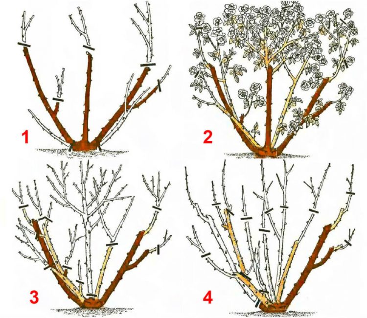 Comment tailler une rose pour l'hiver