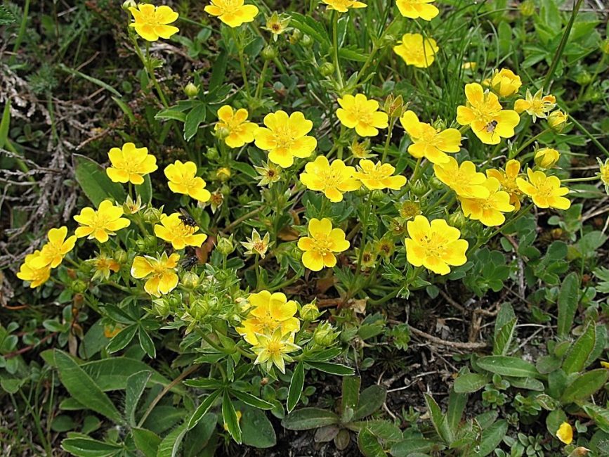 Kalgan indescriptible