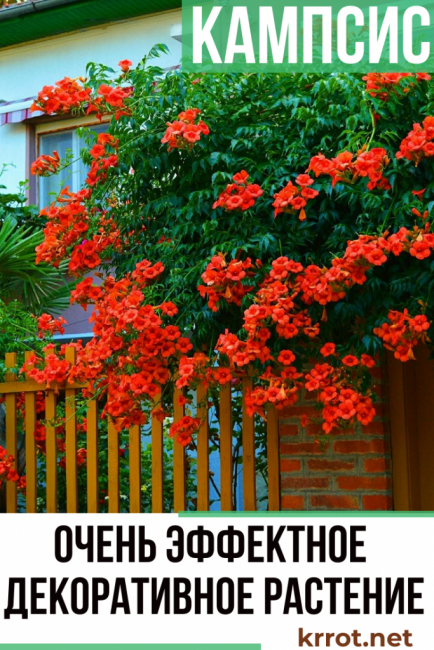 campis débarquement et soins