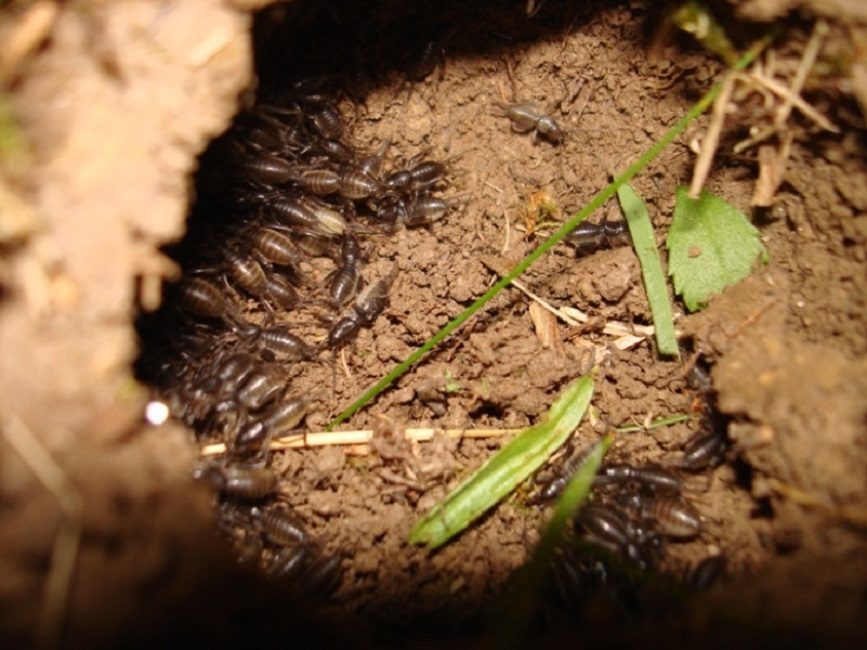 Medvedki dans le fumier