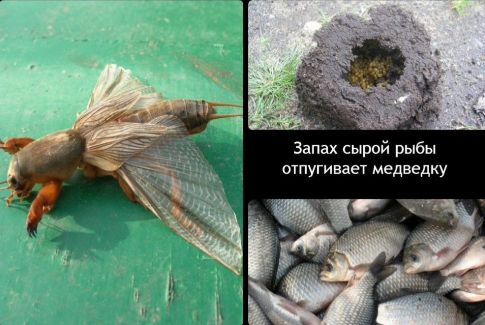 Méthode de lutte folklorique