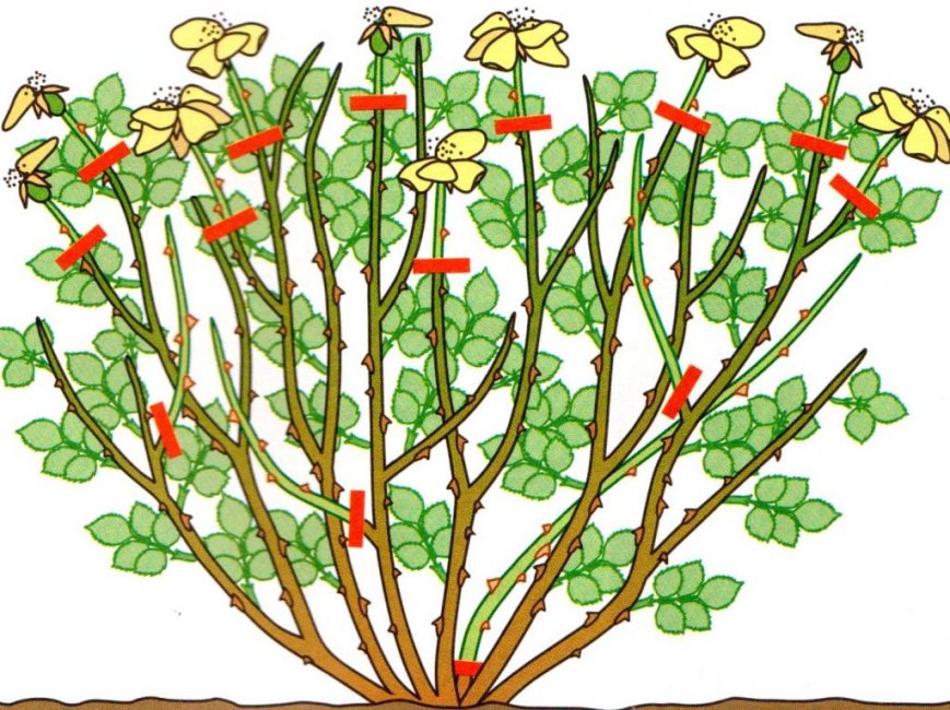 Tailler les rosiers buissons à fleurs simples
