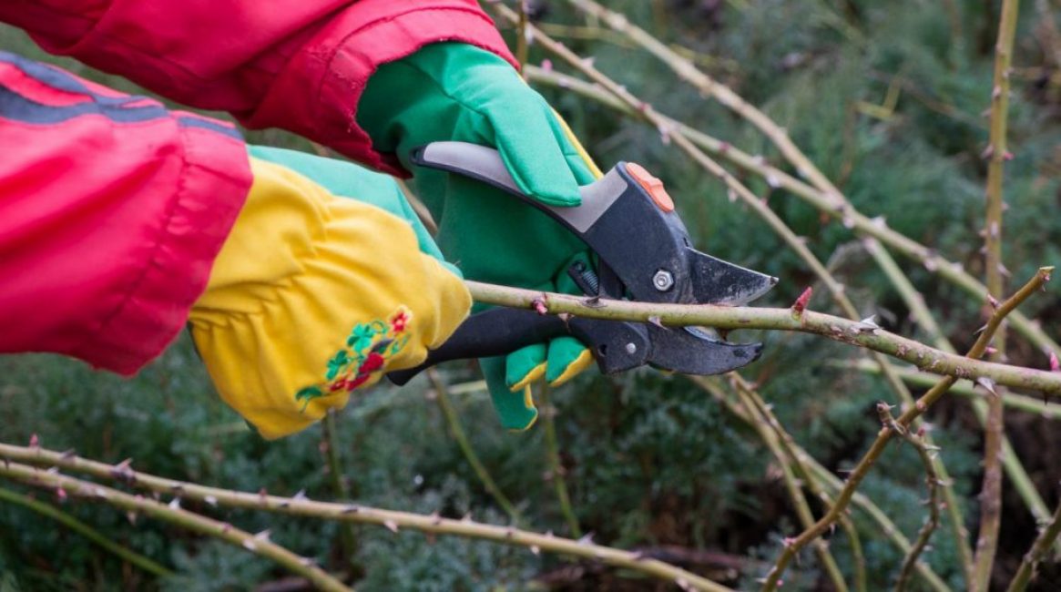 Tailler les rosiers grimpants pour l'hiver