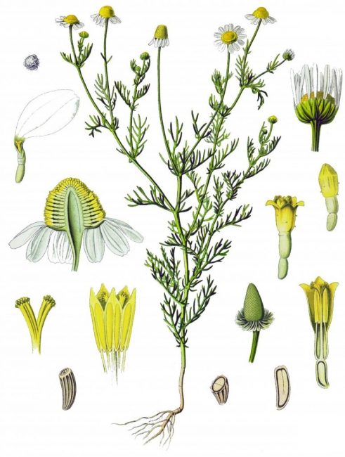 Pharmacie de camomille - la structure de toutes les pièces et la vue complète de la fleur