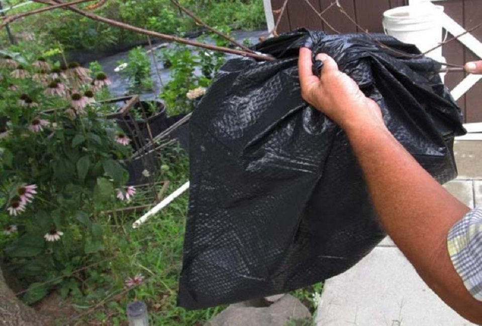 Retirer le nid de l'arbre et l'emballer dans un sac en plastique