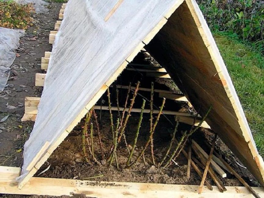 Abri fixe de roses pour l'hiver