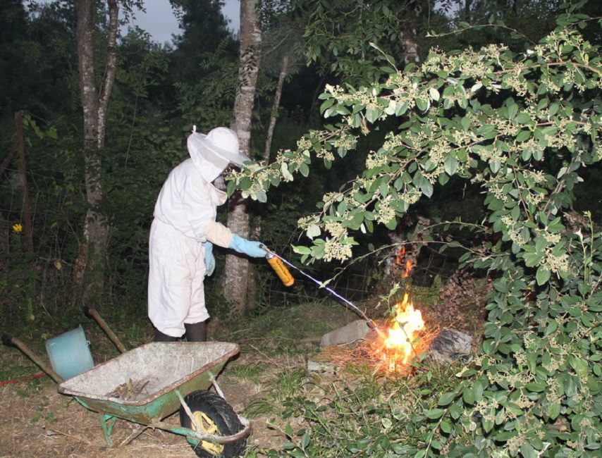 Brûler des nids de guêpes
