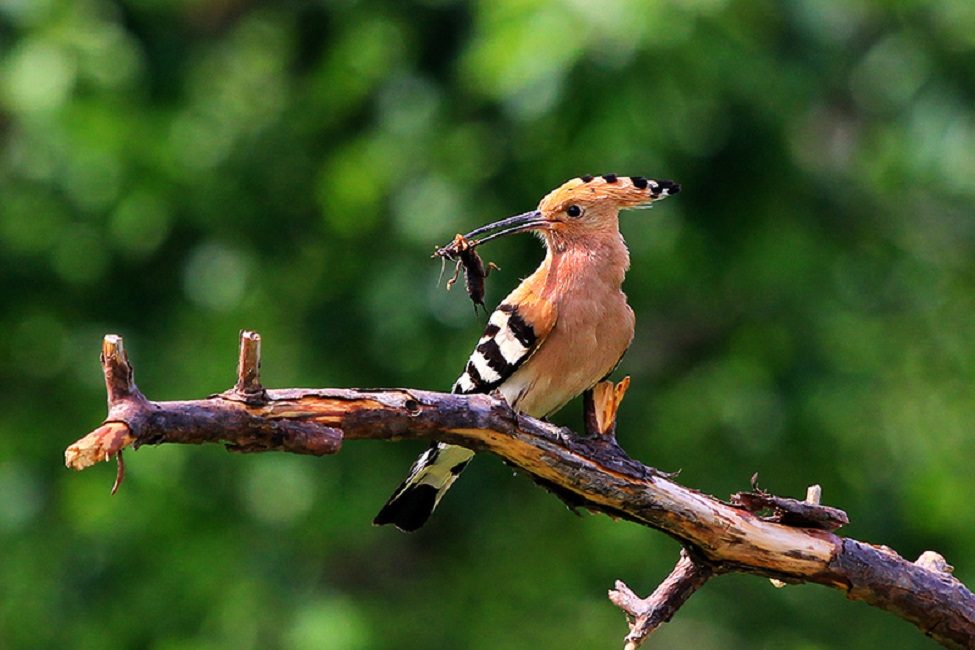 Huppe fasciée qui a attrapé un ours