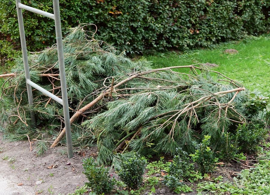 Abri de roses pour l'hiver