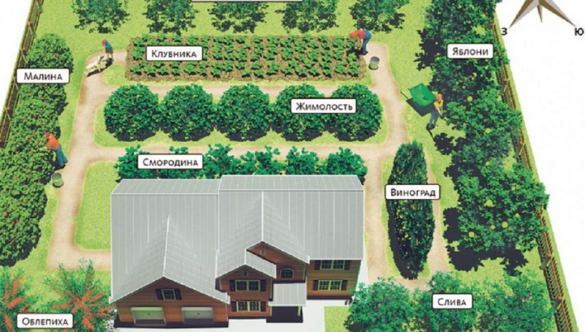 seuls les arbres et arbustes peuvent être plantés