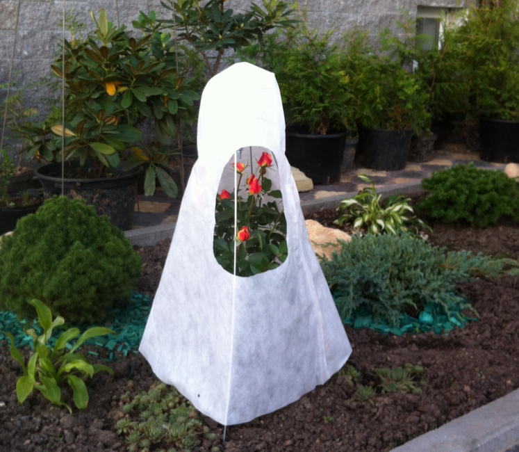 Roses qui réchauffent l'hiver