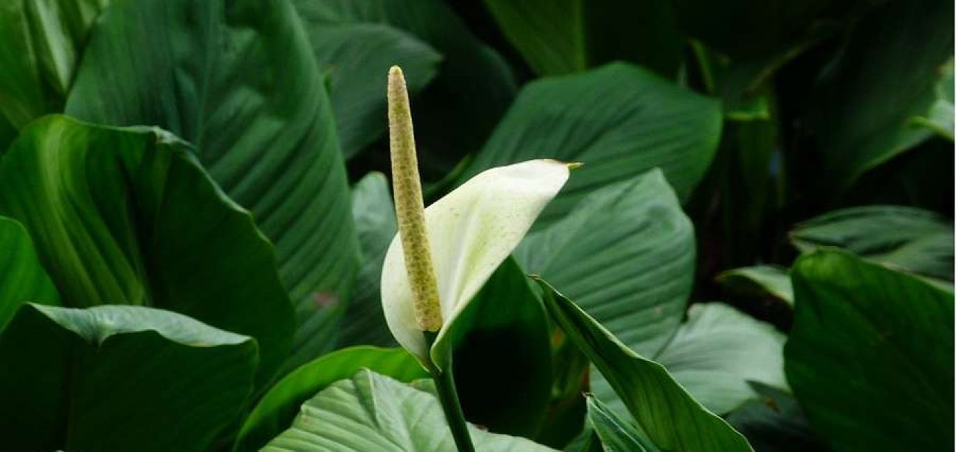 Spathiphyllum : déménagement à domicile, transplantation, reproduction (80+ Photos) + Avis