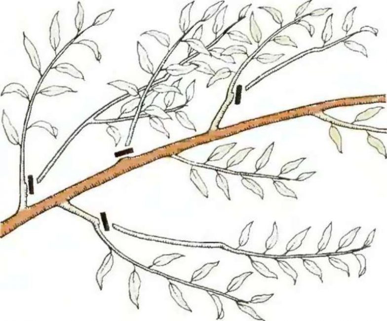 Un exemple de taille des pousses annuelles