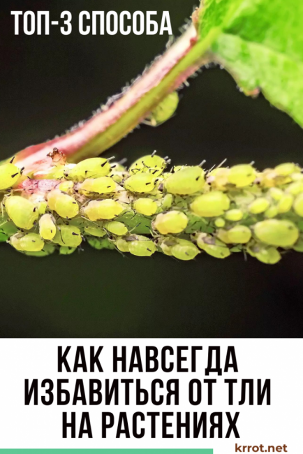 comment se débarrasser définitivement des pucerons sur les plantes