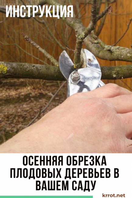 Taille d'automne des arbres fruitiers du jardin