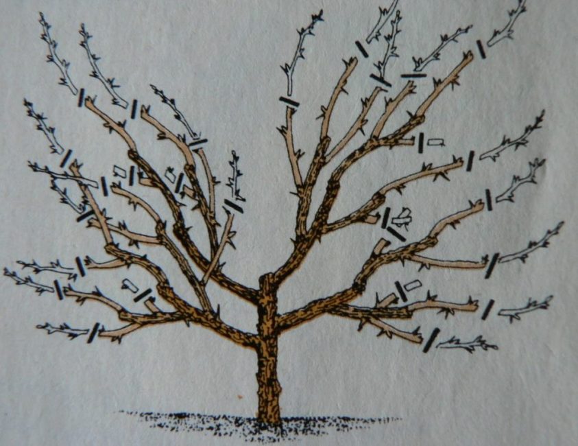 Combinaison de shortening fort et faible