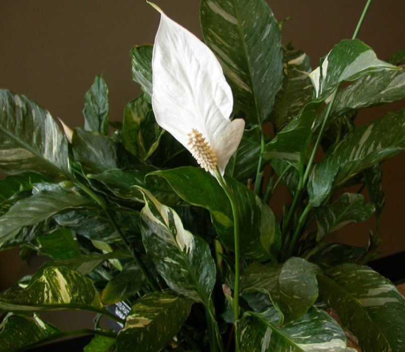 Spathiphyllum : déménagement à domicile, transplantation, reproduction (80+ Photos) + Avis