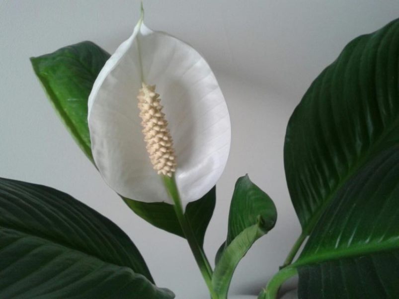 Spathiphyllum : déménagement à domicile, transplantation, reproduction (80+ Photos) + Avis