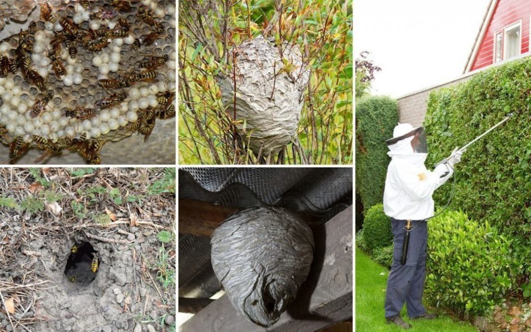 Destruction de nids de guêpes