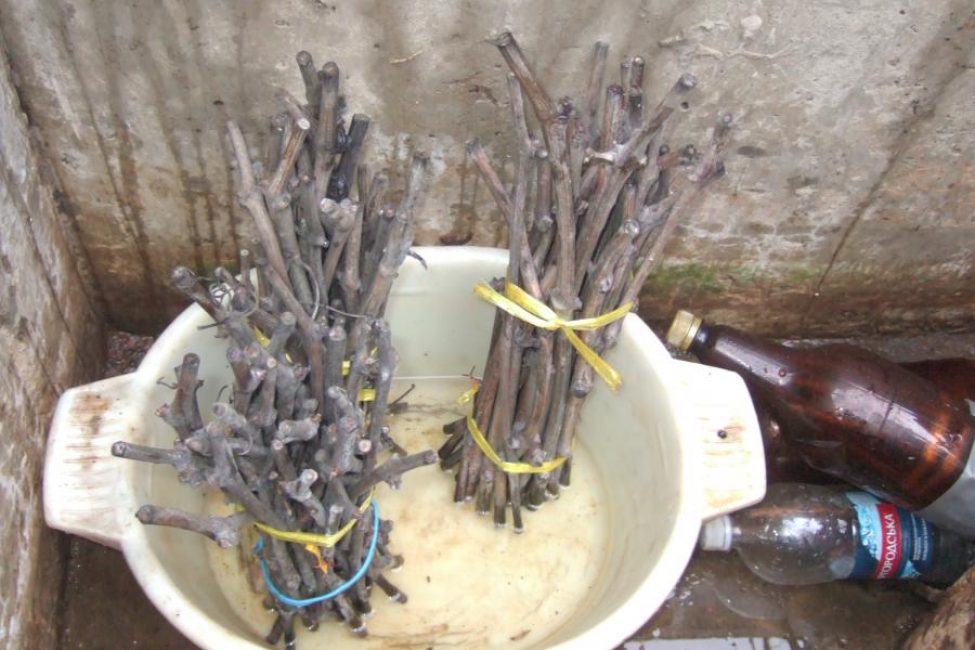 Tremper les boutures avant le greffage