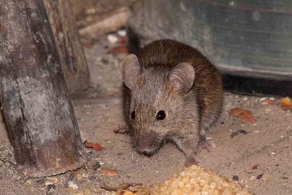 Rongeurs vivant dans les sous-sols - une source de puces