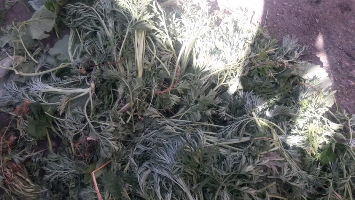 L'absinthe est un répulsif naturel contre les puces