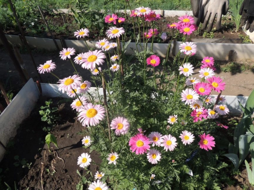 La camomille persane ou peretrum contient un insecticide naturel