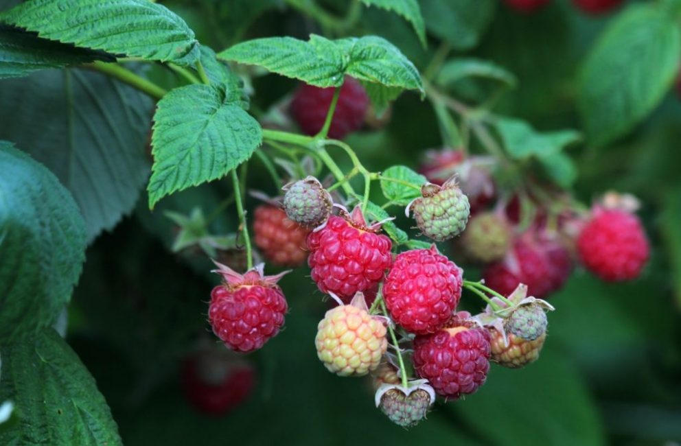 Framboises