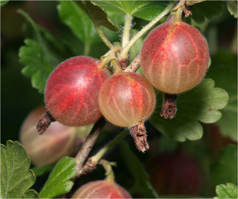 Groseille à maquereau